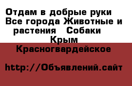 Отдам в добрые руки  - Все города Животные и растения » Собаки   . Крым,Красногвардейское